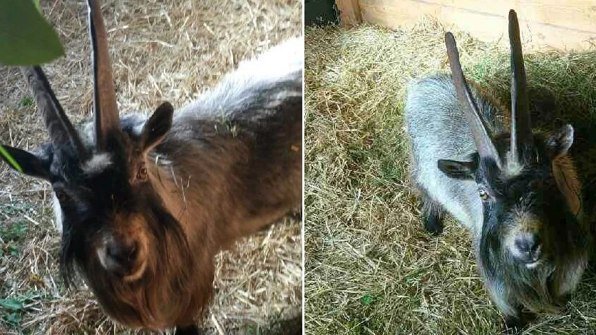 Dvärgbocken Gösta är hemma i Hällerum igen, efter att ha varit på rymmen. Men kompisen Boris är fortfarande ute och ränner. I augusti var det getternas polare kängurun Åke som väckte uppmärksamhet när han rymt. Foto: Privat