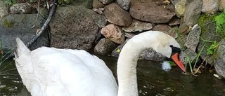 Ett (s)vansinnigt oväntat besök