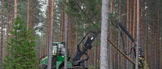 Så mycket av marken täcks av skog