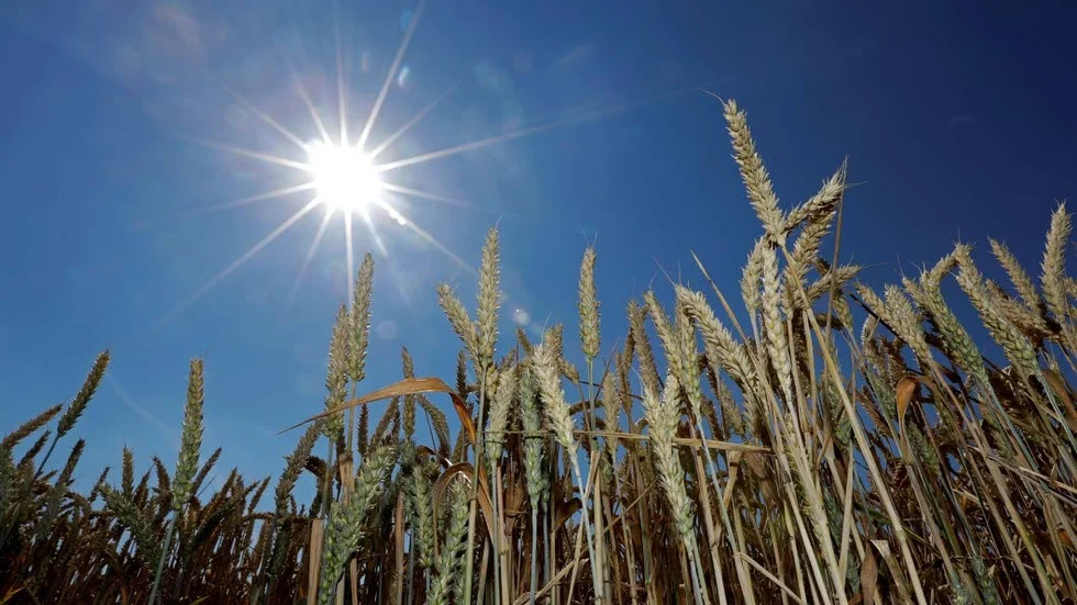 Förädlat. Alla moderna grödor har förädlats på något sätt. Ändå är motståndet starkt just mot GMO-grödor.
