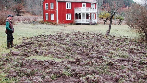 Stora delar av Tranvikens gräsmatta har rotats upp. Folke Pettersson, som har jaktmarker intill, ser ut över förödelsen.