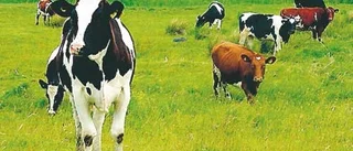 Tillbaka till Arla - tillfälligt