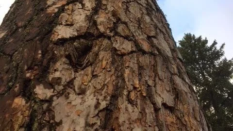 Grov tall. Naturvårdsverket svarar på tidigare inlägg om skyddsvärda träd.