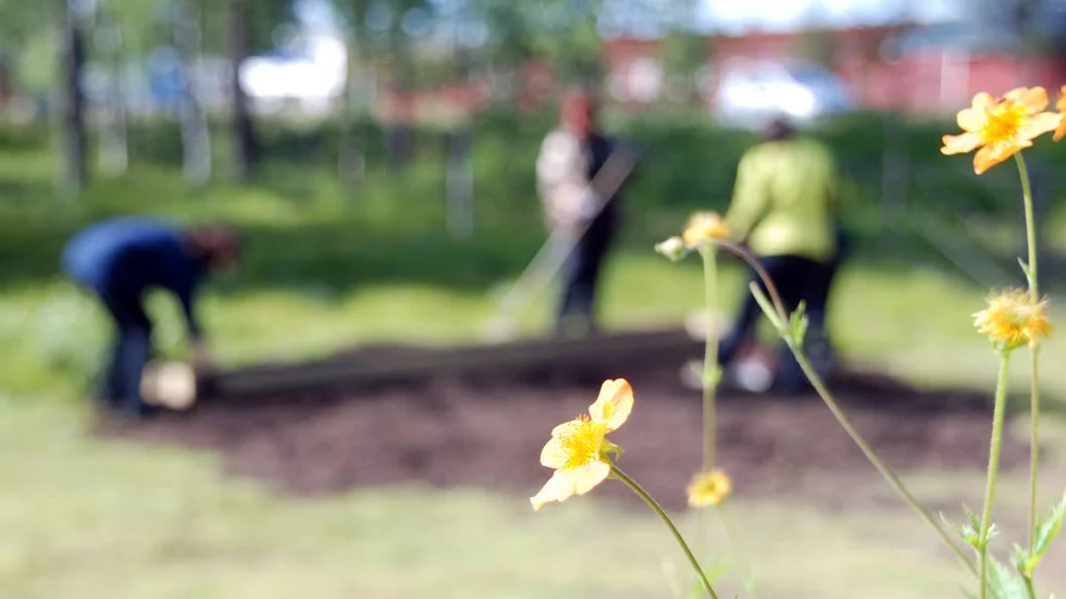 Gröna fingrar. kan hända ett jobb för nysvenskar och skoltrötta ungdomar?