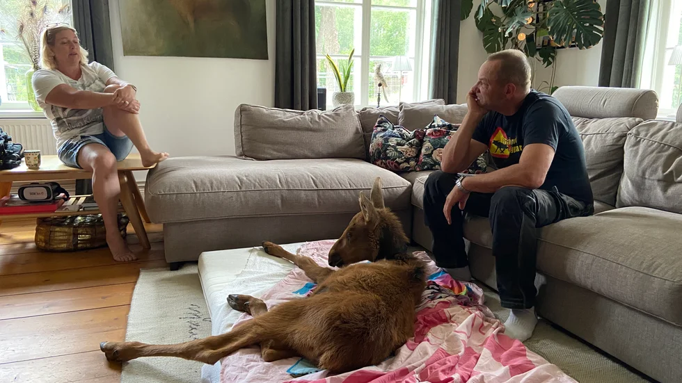 Matte Ilona och husse Leffe har haft flera älgkalvar som inneboende. Yra-Anni, som ofta vilade på madrassen inne i huset, lämnar nu ett stort hål i familjens hjärtan.
