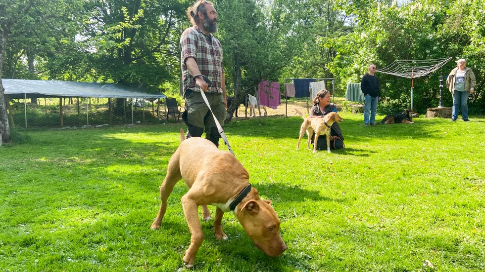 Bästa hundkompisarna Collins och Jossan visas upp när Maria och Patrik Nyberg bjöd in till öppet hus på lördagen.