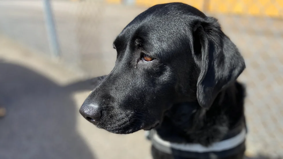 En man i 75-årsåldern har åtalats misstänkt för att ha smitit från en olycka där han körde på en hund. (Hunden på bilden har inget med artikeln att göra.)