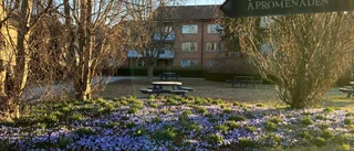 Drömparken levererar!         