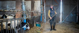 De vill öka Sörmlands biogasproduktion – med hjälp av kobajs