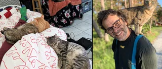 Nics fyra katter avlivades på väg hem från Tjeckien