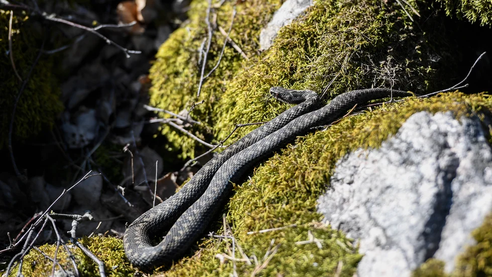 Huggormarna är giftigare under våren när de vaknar eftersom de inte har bitit någonting än. Arkivbild.
