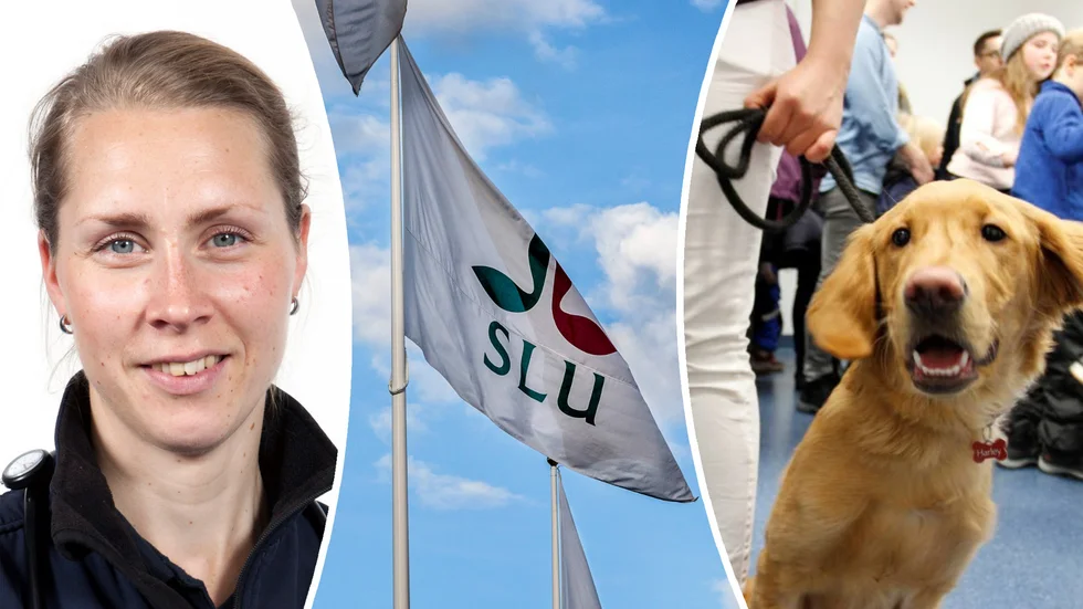 Jenny Hedenby är till förordnad verksamhetschef på smådjurskliniken på Universitetsdjursjukhuset, vid SLU i Uppsala.
