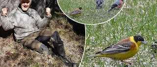 Sällsynt sparv skapade hysteri i Vuollerim