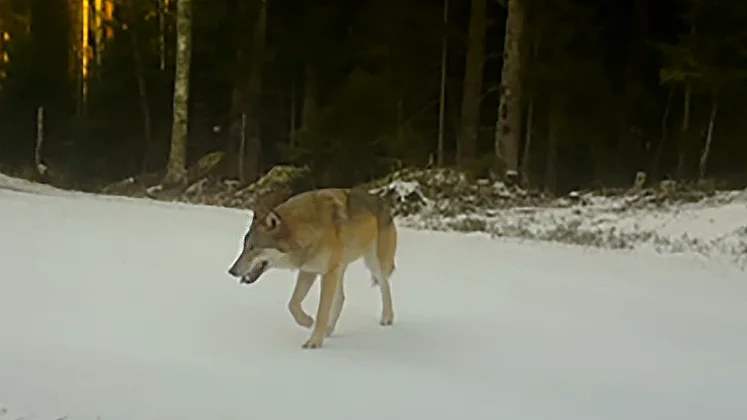 En av vargarna i Fågelmossenreviret fångad på bild. Nu har en ansökan om skyddsjakt på den lämnats till länsstyrelsen.