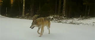Därför vill de skjuta vargarna i nya Motalareviret