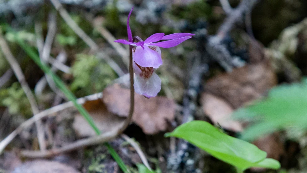 I området som nu blir naturreservat finns viktiga nornalokaler. Norna är en sällsynt orkidé som växer i fuktiga barrskogar där berggrunden består av kalk. (Arkivbild)