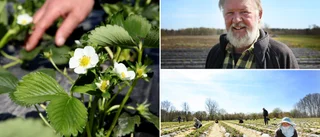 Febrilt arbete på gården: Då väntas de första jordgubbarna