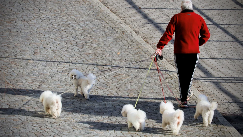 Skribenten vill uppmana hundägare att ha koll på sina älsklingar och respektera cyklister och andra trafikanter när de är ute.

