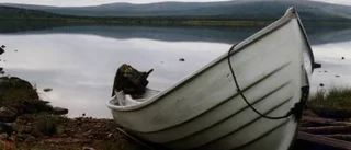 Varmare klimat kan göra fjäll- sjöarna bruna