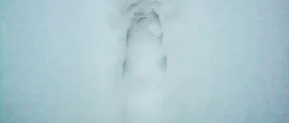 Vargen skjuten