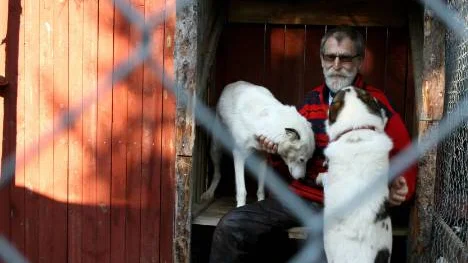Finn Nielsen och hans hundar är en del av en lång tvist i Laxforsen.FOTO: JESSICA ROSENGREN