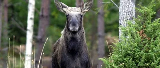 Den goda maten i Motala