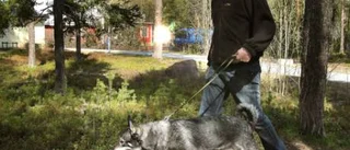 Björn såg björn