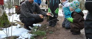 Skogstur med spår av djur