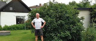 Största vinbärsbusken i länet?