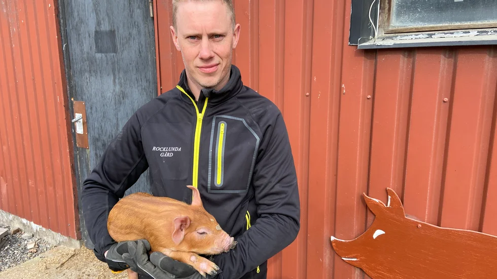 Filip Isaksson på Rocklunda gård som föder upp 8 000 smågrisar per år.