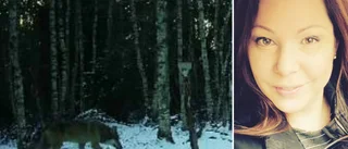 Här fångar jägarens kamera varg på bild – strök omkring på hästgård i Ärla: "Lite olustigt"