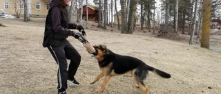 Utbildning lockar fler elever
