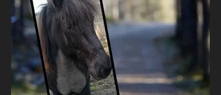 Hästen Nótt återfunnen