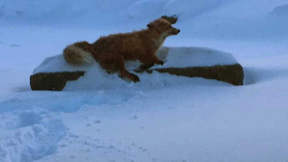 Börje Sikblad tog en bild på rondellräven och satte ut den på sociala medier med tillhörande text "Vissa har en Räv bakom örat, i Luleå har vi en Räv i rondellen vid Kulturenshus".