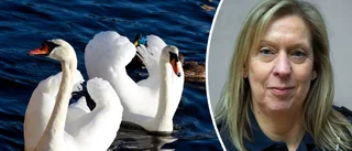 Svanar med avhuggna halsar chockar