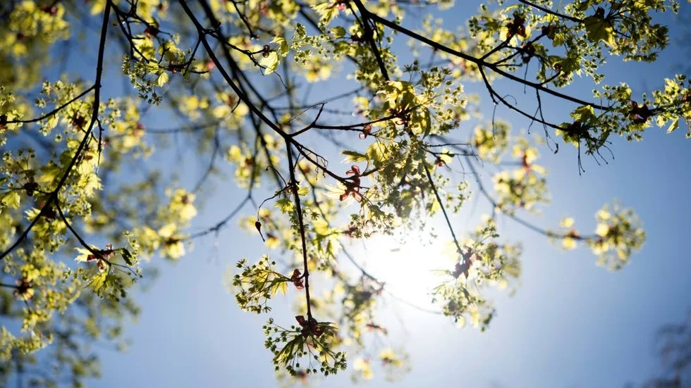 När de senaste dagarnas lågtryck försvinner väntar sol och vårvärme.