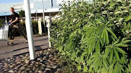 Cannabisplanta i buskaget utanför Coop Boländerna.