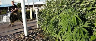 Cannabisodling på Boländerna