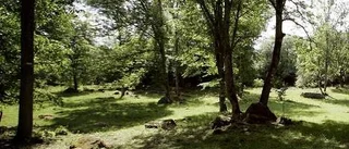 Budkavle för hagmarken