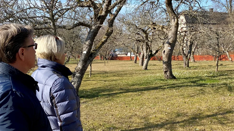 Kerstin och Arne Beinerfelt från Linköping stannade till i Vadstena för att kika på Klosterliljorna.