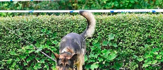 Polishund attackerade flera hundar i bostadsområde – tas inte ur tjänst: "Den gick in för att döda"