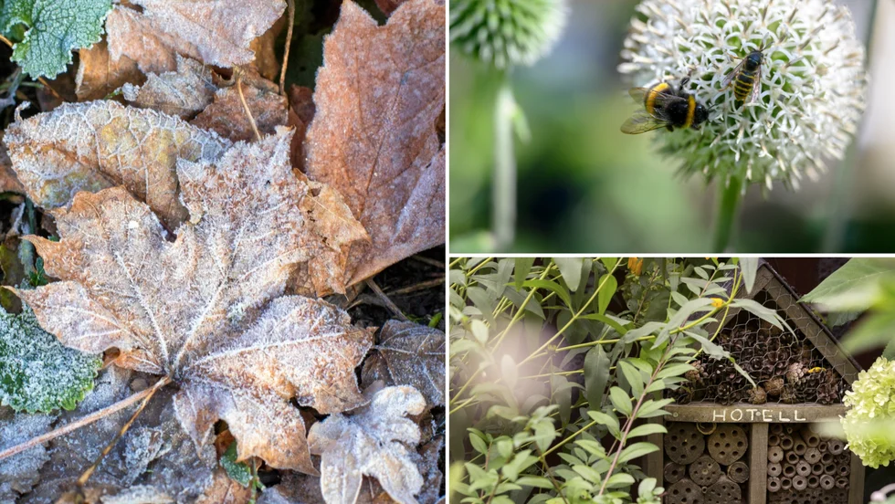 Skippa lövblåsning och löveldning och ge istället pollinerare en chans att få göra sitt viktiga jobb, tycker insändarskribenten.