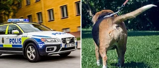 Hund blev instängd i het bil