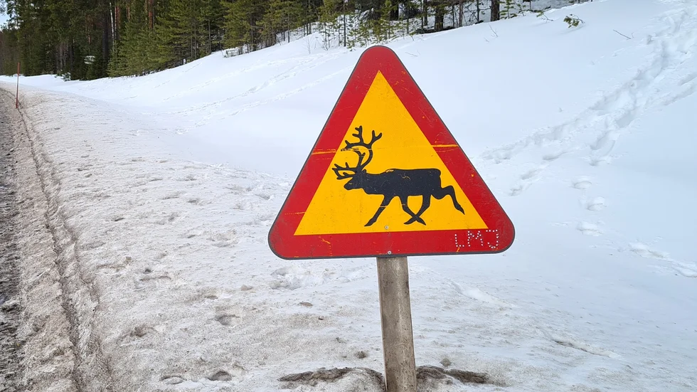 Renar påkördes under natten.