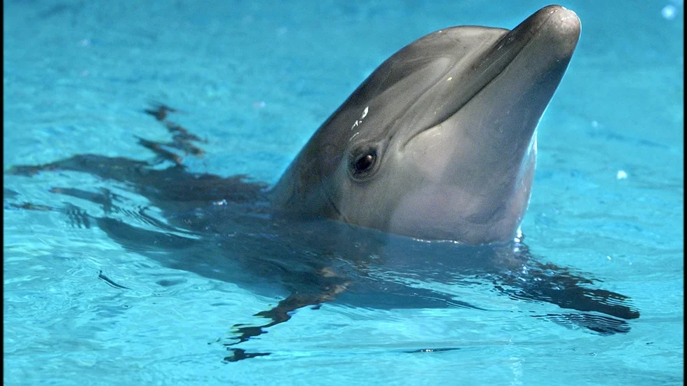 En delfin på Kolmårdens delfinarium. Arkivbild.