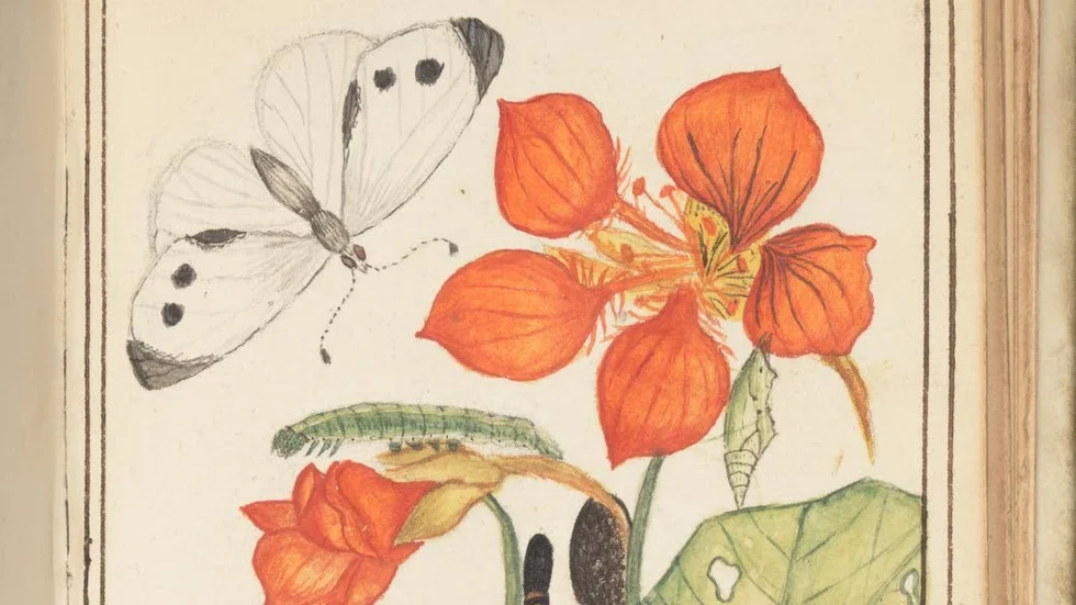 Konst och vetenskap i samspel. Här syns en akvarellteckning från mitten av 1700-talet signerad entomologen Charles De Geer. Motivet är en kålfjäril och larver på blommande krasse.