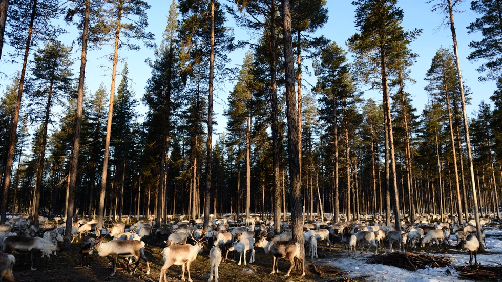 Staten har insett att det inte längre går att sopa de samiska rätts- och kulturfrågorna under mattan, skriver Jörgen Bohlin.
