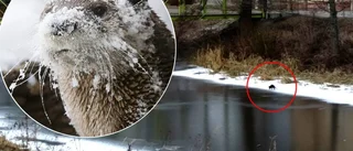 UNT TV: Här galopperar uttern på isen