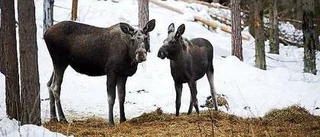 Viltet skadar skogen