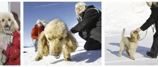Sigge gick till hundpsykologen
